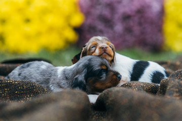 Hund Rassehunde Amerikanische Zwergdackel vor schönen Blumen