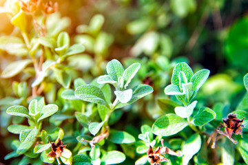 Leaves Cistus tauricus closeup