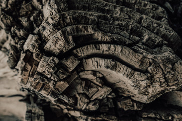 Background of an old fallen tree, annual rings.