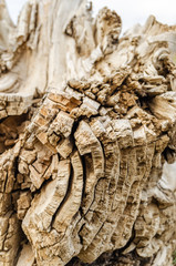 Background of an old fallen tree, annual rings.