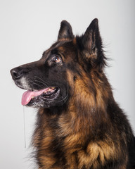 Portrait of a German shepherd on white background