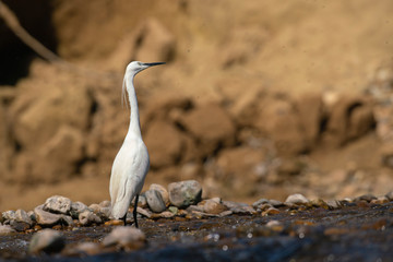 Aigrette Garzette