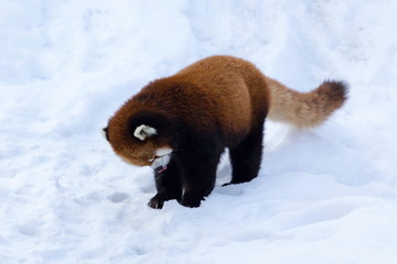 Beautiful cuddly adult red panda seen in profile walking in fresh snow with tongue curled out of...
