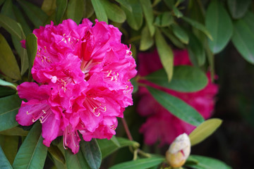 シャクナゲー西洋シャクナゲの開いた花と蕾