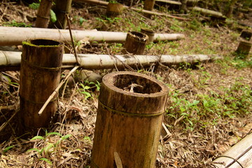 竹の切り株