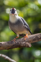 Portrait of a red billed starling standing on a tree branch
