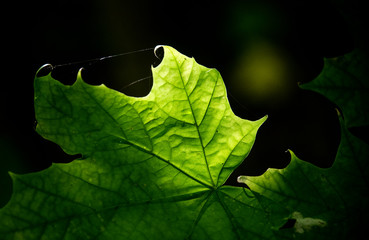 Green Leaf