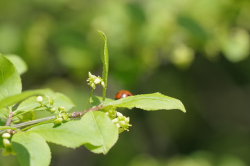 ニシキギの花と葉に集っているてんとう虫