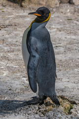 Portrait of a king penguin