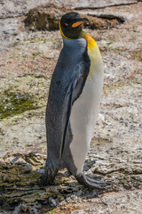 Photo by: Darren Wordley