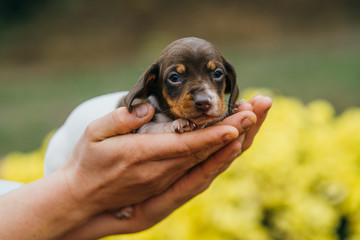 American miniature dachshund