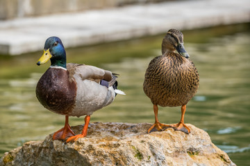 Two Mallard Ducks stood on a rock near the water