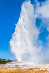 Old Faithful geyser at Yellowstone National Park - obrazy, fototapety, plakaty