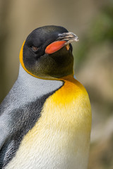 King Penguin Close Up Portrait