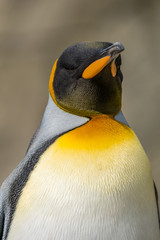 Naklejka premium Portrait of a king penguin