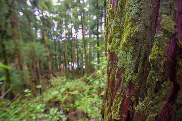 scenery at the azores (sao miguel)