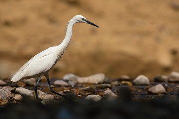 Aigrette garztte 