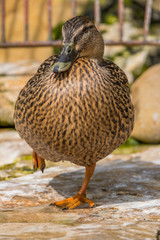 Portrait of a mallard duck