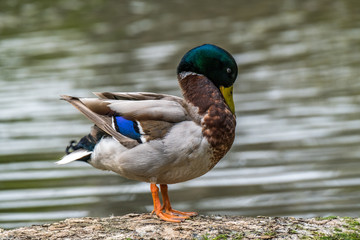 Mallard duck grooming on the river bank
