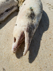 Dead eel in famous Itacoatiara beach, Niteroi, Rio de Janeiro, Brazil. 