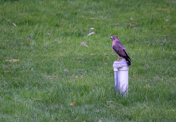Peregrine falcon in repose staring intensely
