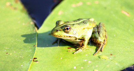 Green frog on green leaf of lily in summer on river in clear warm weather