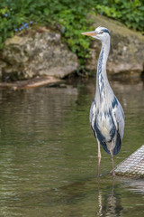 Common grey heron standing in the stream.