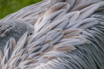 Portrait of a pink backed pelican