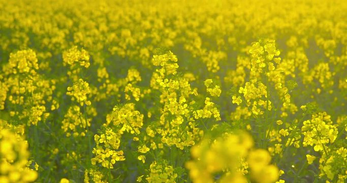 Beautiful rapeseed plants - camera pan - ProRes