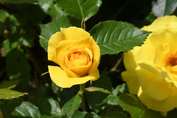 gelbe Rose Blüte
