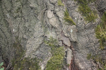 the pattern of the bark of old trees in the forest   
