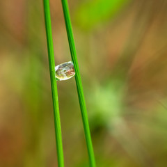 A drop of water between two stalks of grass, similar to tweezers in which there is a diamond.