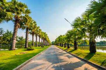 Green of the park near the house.2