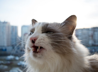 Domestic cat werewolf