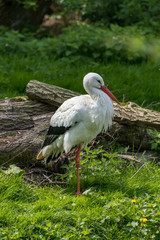 White Stork Portrait with green background in natural habitat