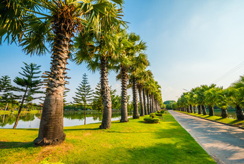 Green of the park near the house.