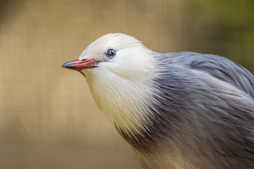 Portrait of a red billed starling.