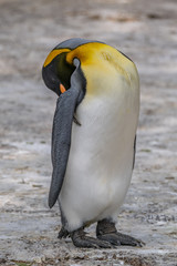King Penguin Close Up Portrait with blurred Background