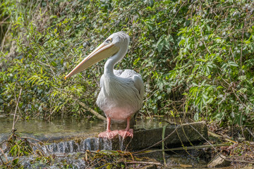 Pink Backed Pelican