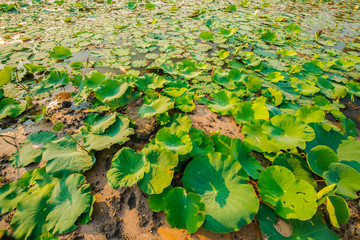 Swamp in the countryside.8