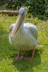 Pink Backed Pelican