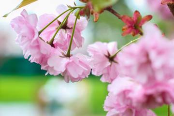 Fototapeta premium Dew drops on pink flower petals background image