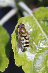 bee in the garden