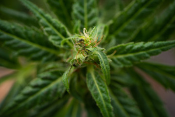 Close up of ecological and biological hemp plant used for herbal alternative medicine and cbd oil production.
