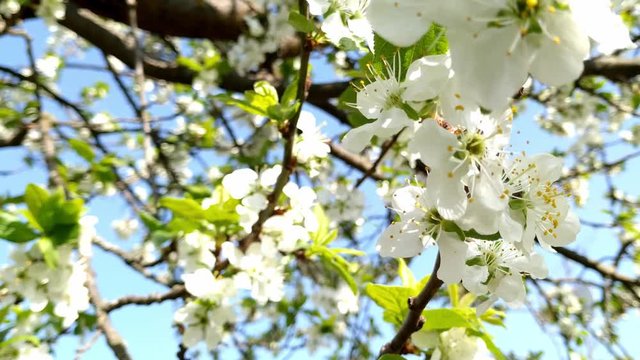 Flowers of Mirabelle Plum, also called prune, from the scientific family of Rosaceae in the order of Rosales under the kingdom of Plantae.