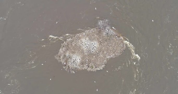 Rising slow motion top-down drone footage over an island filled with seagulls on the flooded Ottawa River 2019.