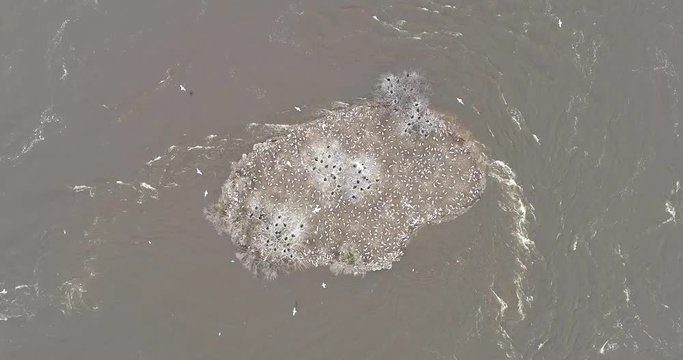 Top-down slow motion drone footage of seagulls on an island during the 2019 Ottawa Flood in the Ottawa River.