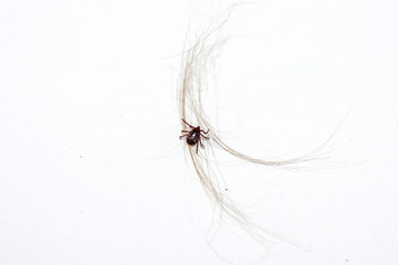 Mite in spring on a white background