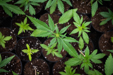 Close up of biological and ecological hemp plants used for herbal pharmaceutical cbd oil in a greenhouse.