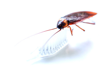 Close up Cockroach on toothbrush isolated on white background (Isolated background)